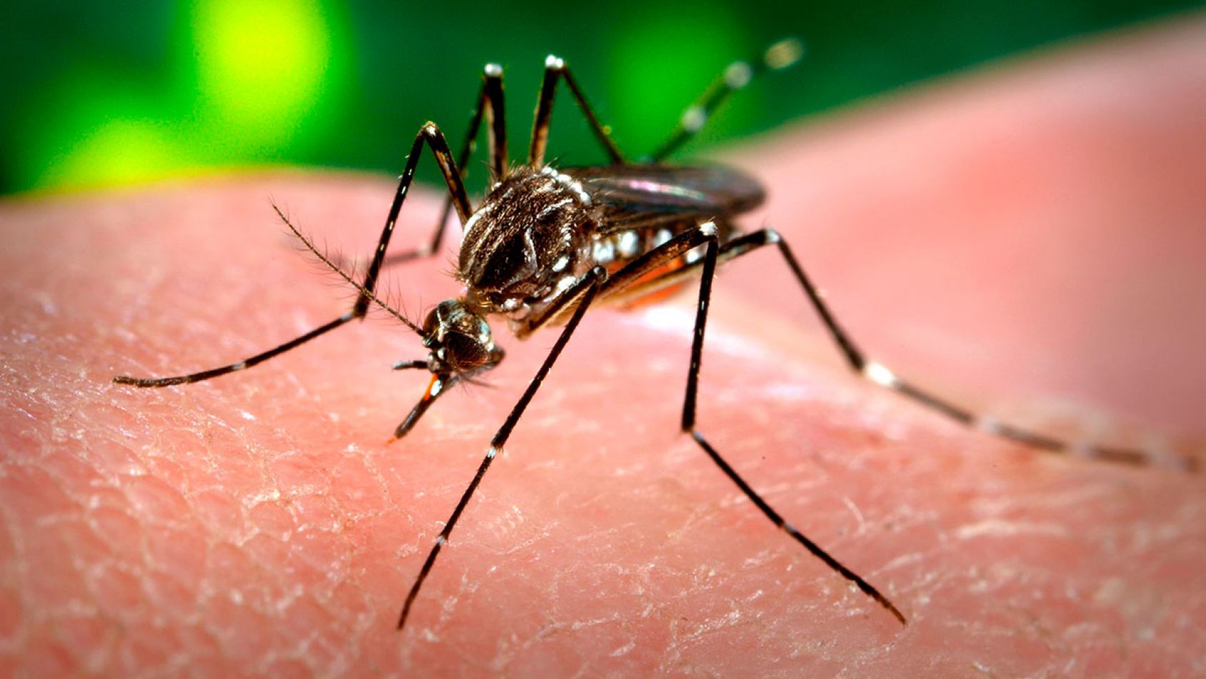 Dengue ... ¿cómo prevenir el contagio?
